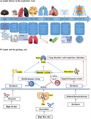 Leptin in the Respiratory Tract: Is There a Role in SARS-CoV-2 Infection?